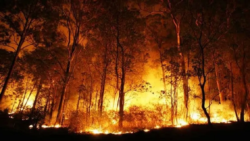 चिंतपूर्णी के जंगलों में विकराल आग, काबू पाने में हो रही दिक्कत (Severe Fire in Chintpurni Forests, Difficult to Control)